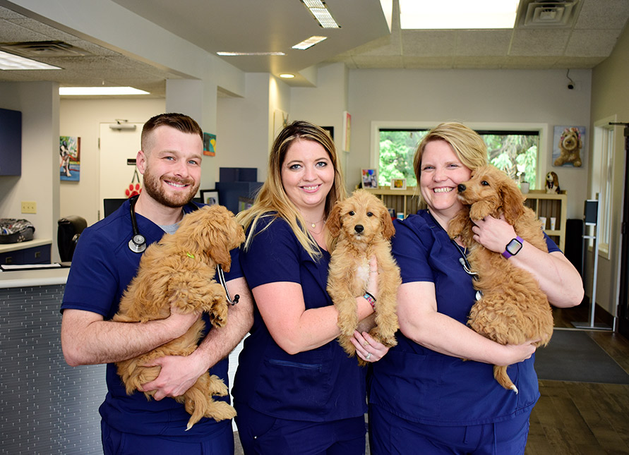 Veterinarians with puppies