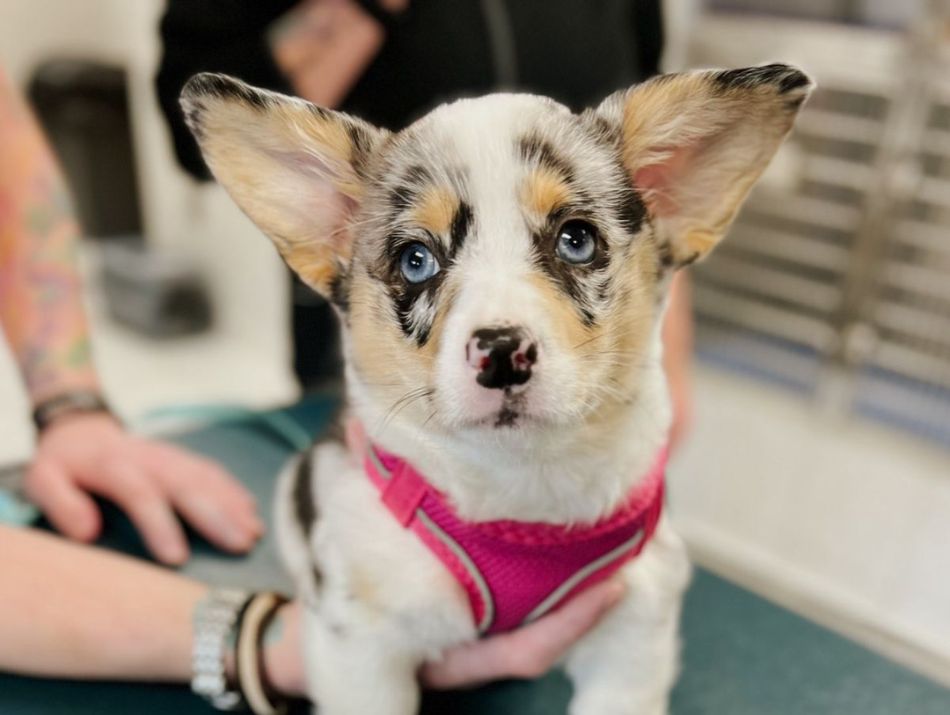 A small dog wearing a pink collar