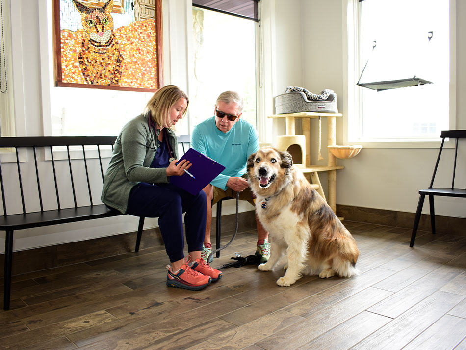 Veterinarian showing examination results to dog owner