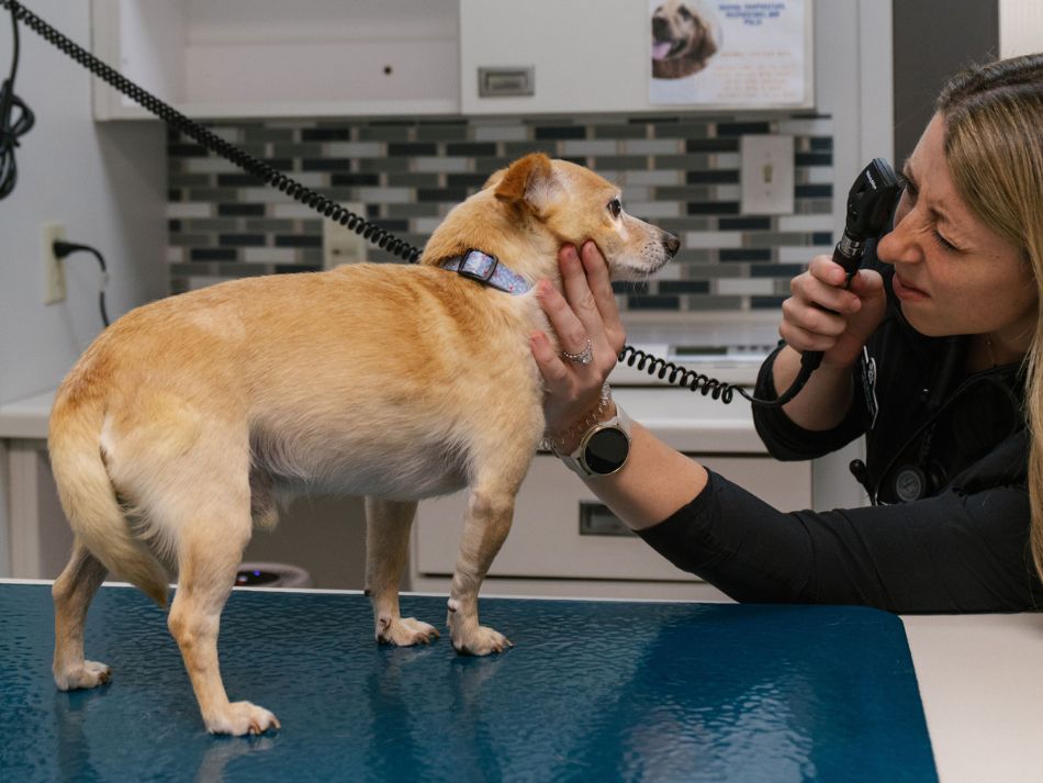 Veterinarian showing examination results to dog owner